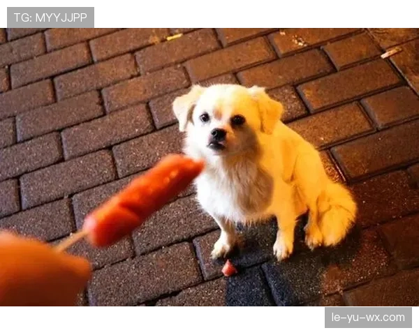 张琳芃家的狗都吃进口粮，我还在纠结外卖满减